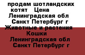 продам шотландских котят › Цена ­ 5 000 - Ленинградская обл., Санкт-Петербург г. Животные и растения » Кошки   . Ленинградская обл.,Санкт-Петербург г.